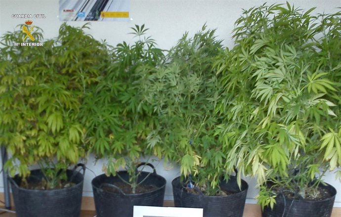 Plantas Balcón Con Marihuana