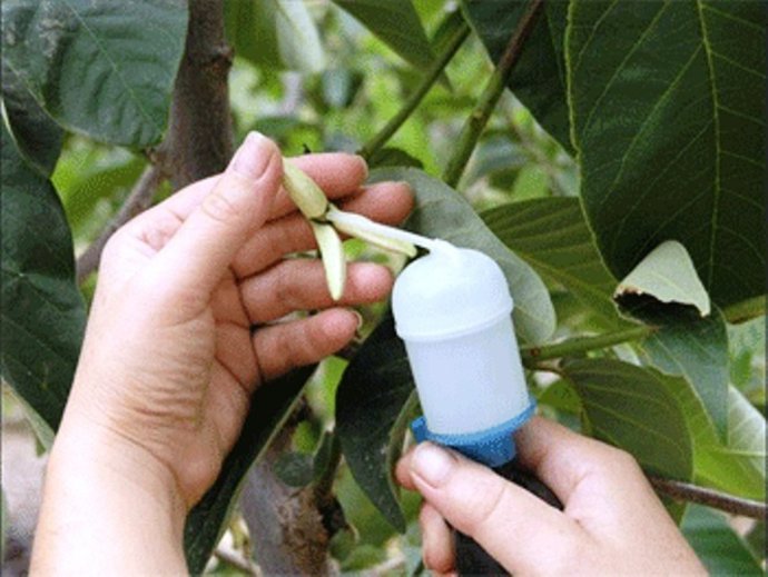 Imagen De La Investigación Del Chirimoyo