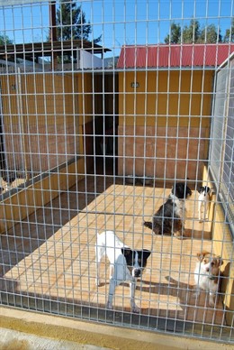 Residencia Canina Paraíso