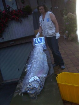 El 'Rey Del Arenque' Hallado En Torimbia 