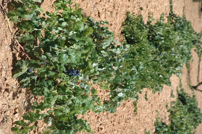 Imagen de unos viñedos