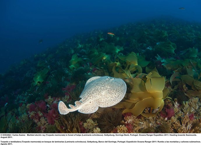 Descubiertas Más De 100 Especies En La Montaña Submarina Del Gorringe, Portugal.