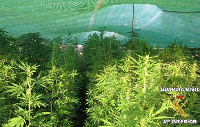 Plantación De Marihuana