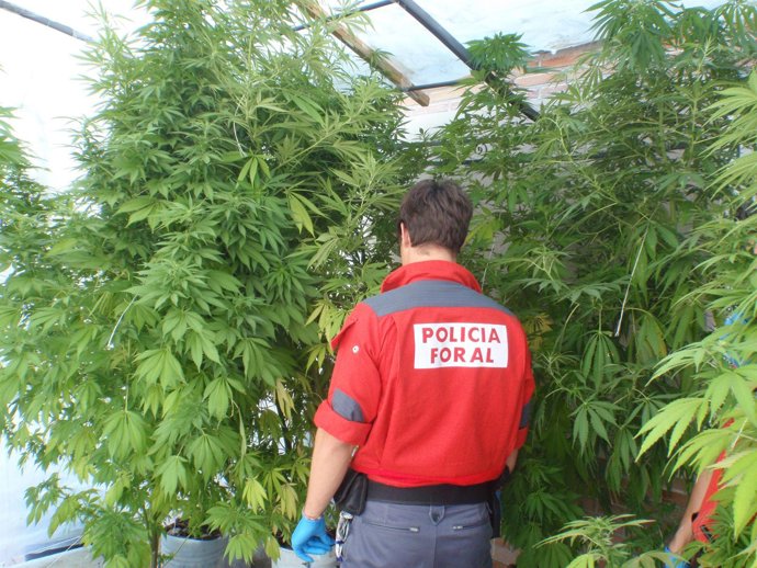 Plantas Decomisadas Por La Policía Foral.