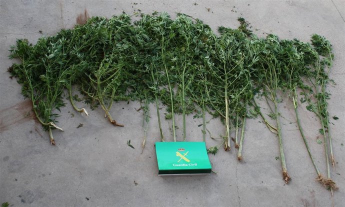 Marihuana Aprehendida En La Operación