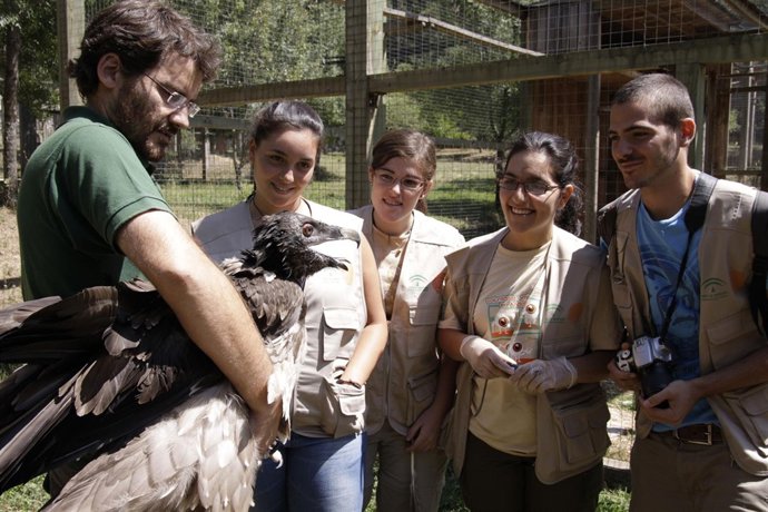 Voluntarios De Una Edición Anterior Del Campo Observan Un Quebrantahuesos.
