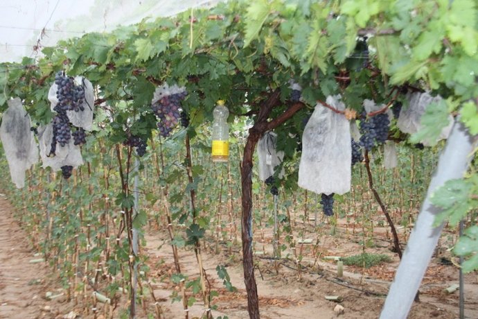 Variedades De Uva Sin Pepita De La Finca ITUM