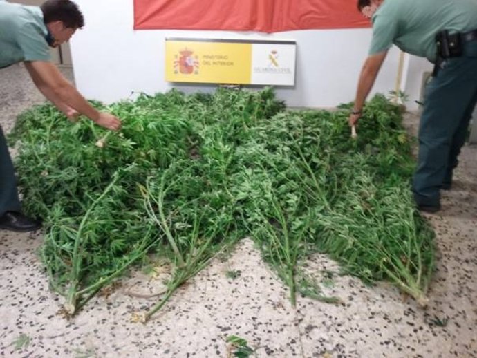 Marihuana Intervenida En Albox