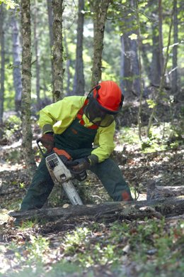 Un Hombre Corta Madera Con Una Motosierra En Un Bosque