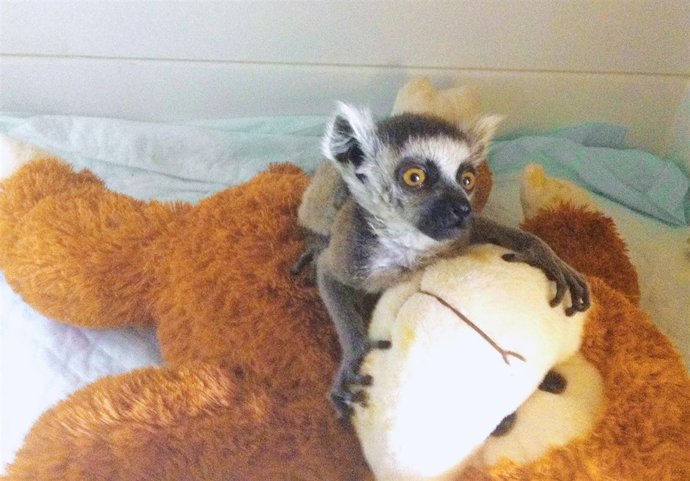 Lémur De Cola Anillada