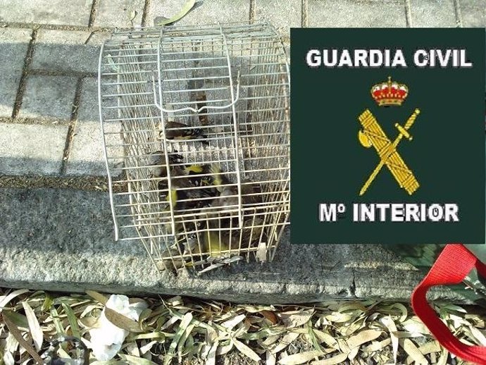 Aves Intervenidas Por La Guardia Civil