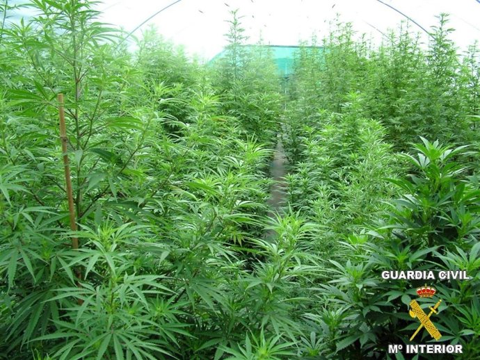 Plantación De Marihuana