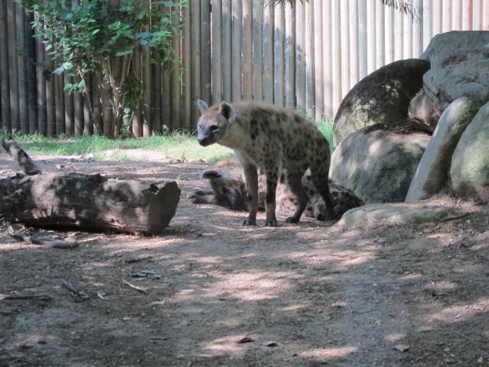 Una De Las Nuevas Hienas Del Zoo De Barcelona