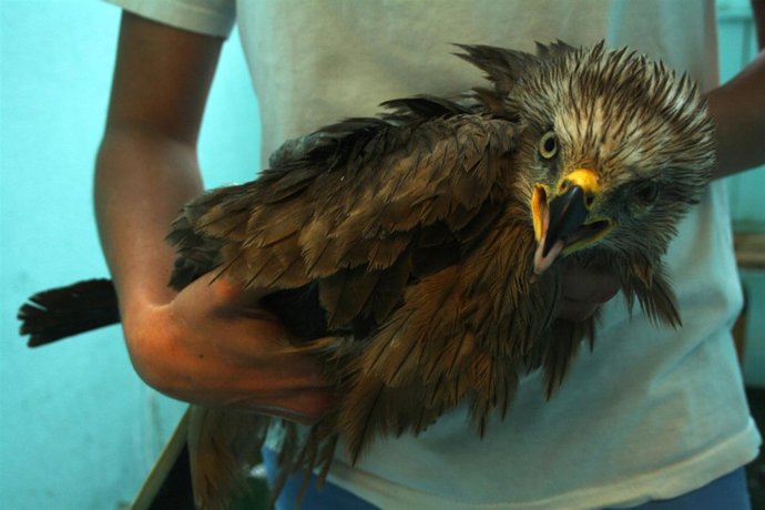 Una De Las Especies Atendidas En El Centro De Recuperación De Fauna Silvestre 