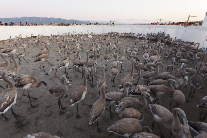 Anillamiento De Flamencos En El Delta Del Ebro