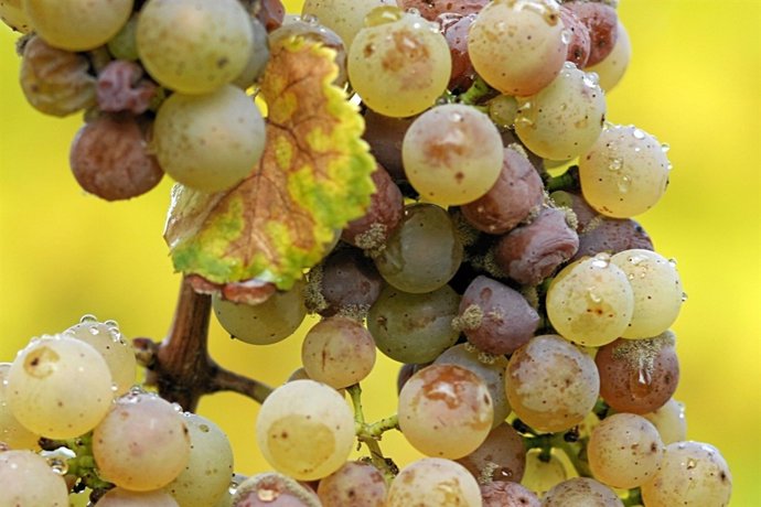 Racimo De Uva Afectado De 'Botrytis Cinerea' , Brotitis O Podredumbre Gris