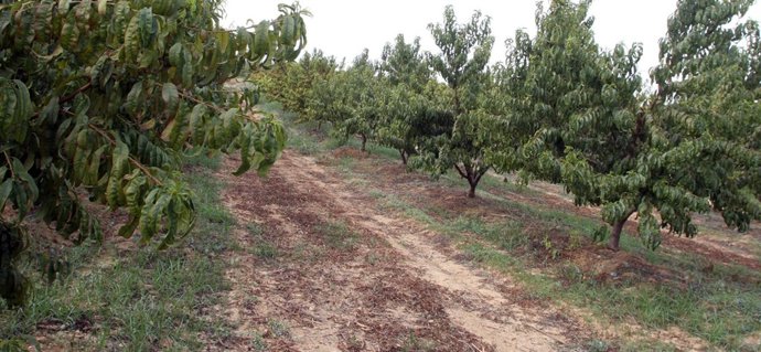  Árboles frutales en Andalucía