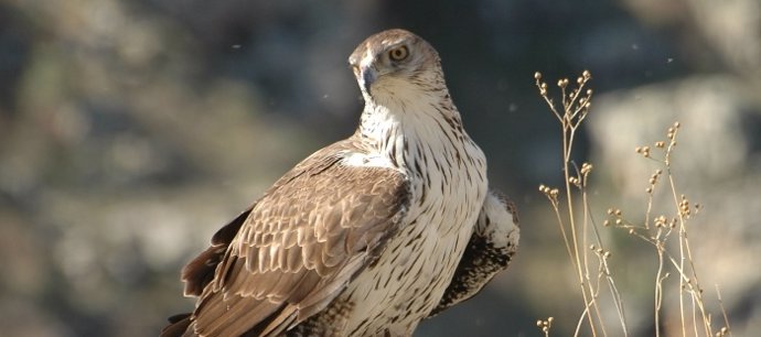 Aguila Azor-Perdicera