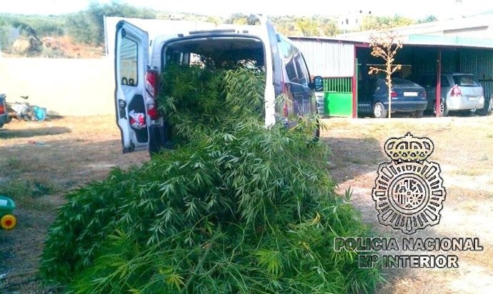 Plantas De Marihuana