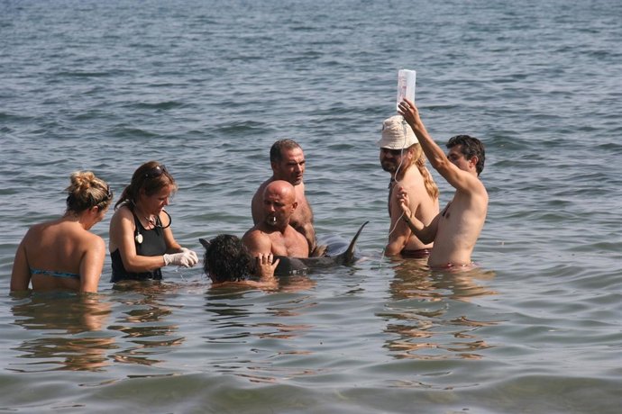 Rescate De Un Delfín Varado En Pulpí 