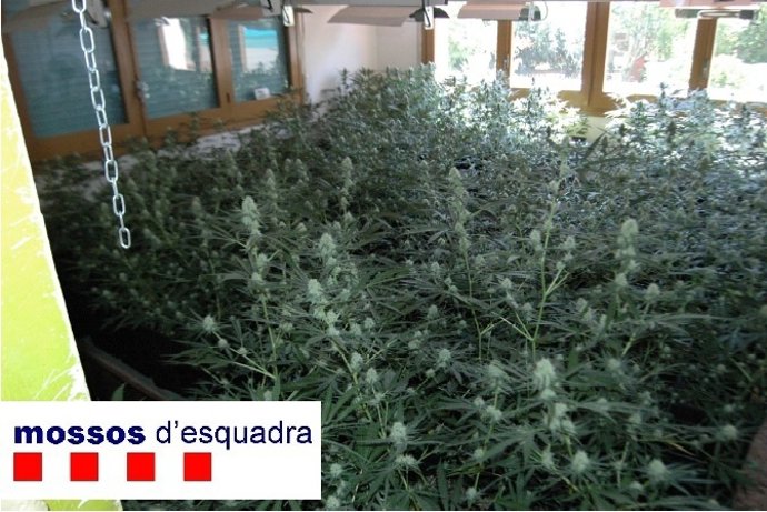 Plantación De Marihuana