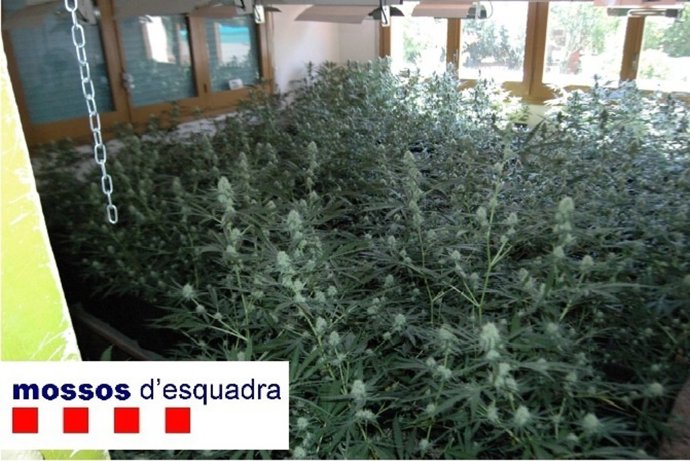 Plantación De Marihuana
