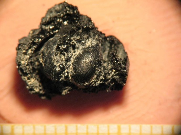 La Uva Más Antigua De Catalunya