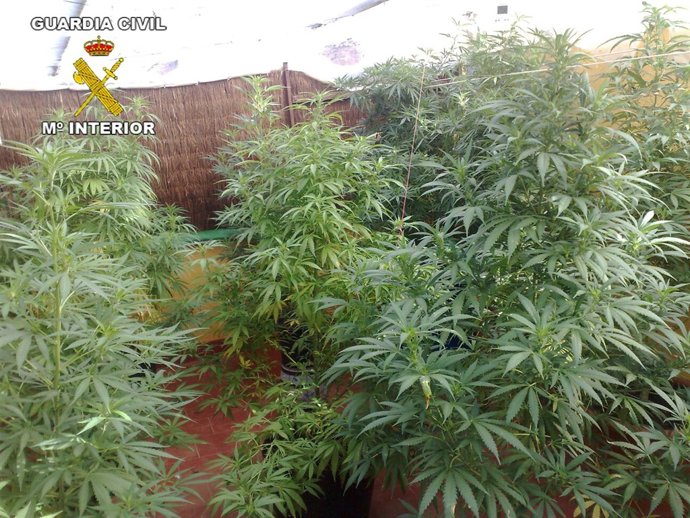 17 Plantas De Marihuana