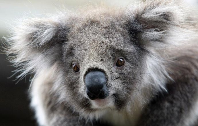 Un koala australiano