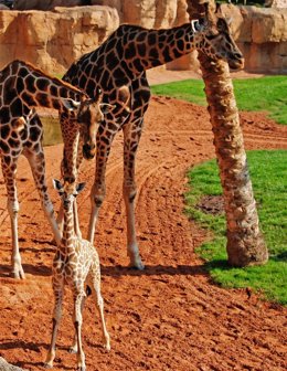 Áfrika, Nombre De La Jirafita De Bioparc