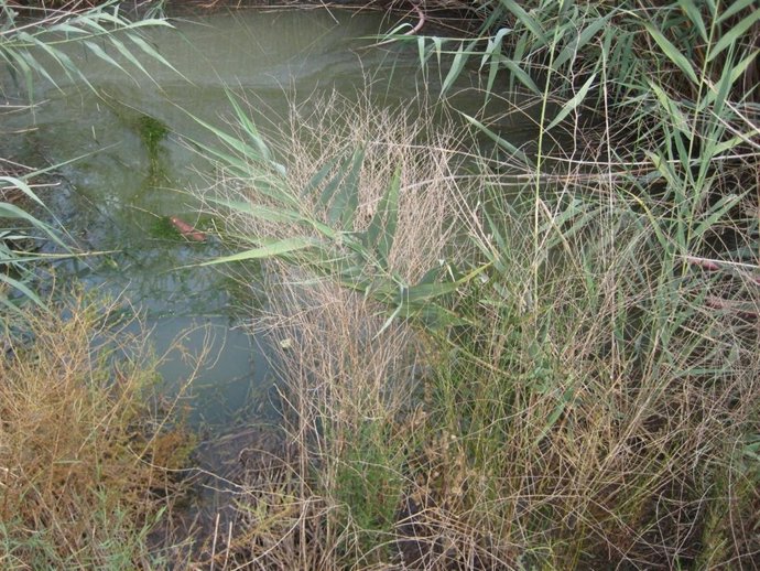 Imagen Del Posible Vertido De La Depuradora De La Urbanización Las Kalendas