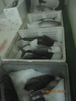 Atunes Ilegales Intervenidos En Una Empresa De Valencia