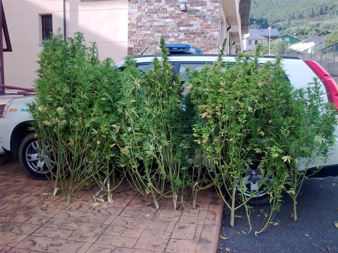 Cannabis Interceptado En Quiroga.