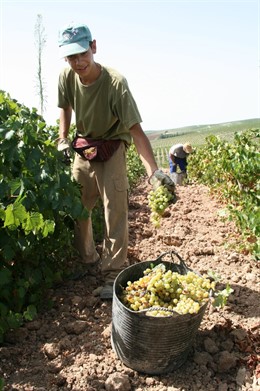 Vendimia 2011 Bodegas Barbadillo De Sanlúcar