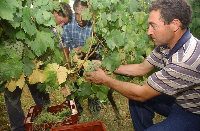 La vendimia en el Ribeiro