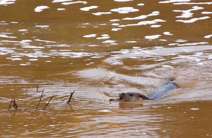 Ejemplar de nutria en el río Jándula, Jaén