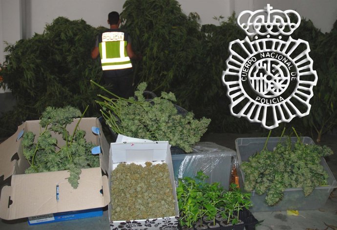 Marihuana Intervenida En Castellón