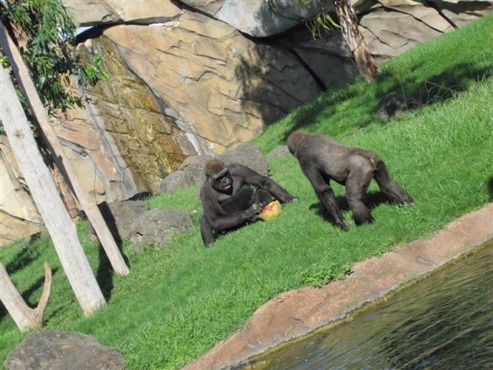 Dos Primates Con Un Helado De Frutas En El Bioparc De Valencia