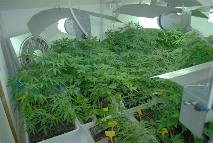 Plantas De Marihuana Intervenidas Por La Policía Nacional 