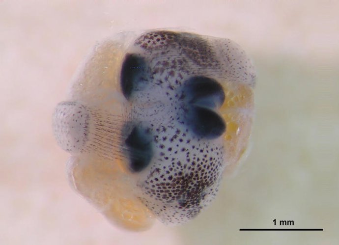 Gemelos Siameses De Pez Mosquito (Gambusia Holbrooki)