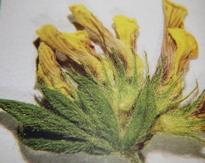 Ornithopus X Esianus, Nueva Especie Catalogada En Las Cíes