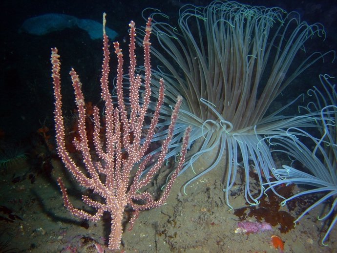 Gorgonias En El Fondo Marino