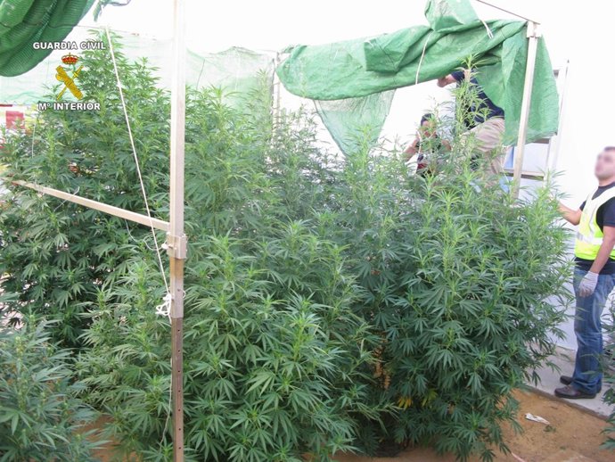 Plantaciones De Marihuana Incautadas