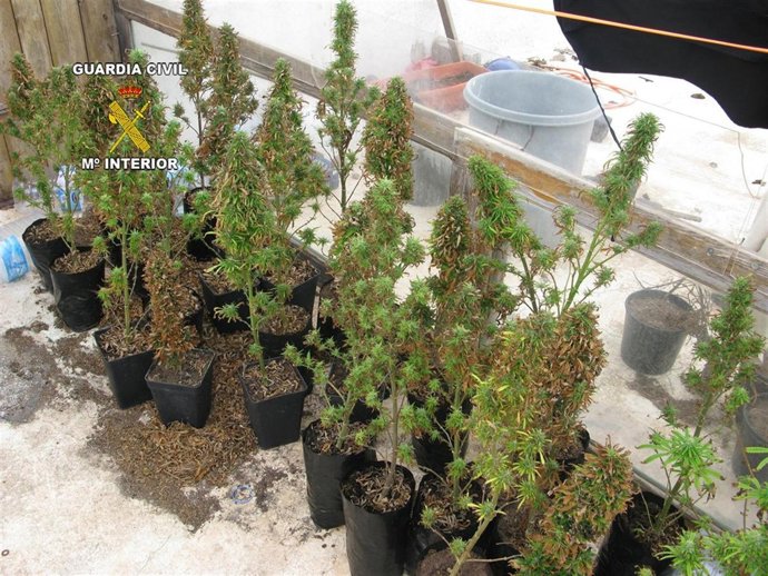 Material Incautado Por La Guardia Civil