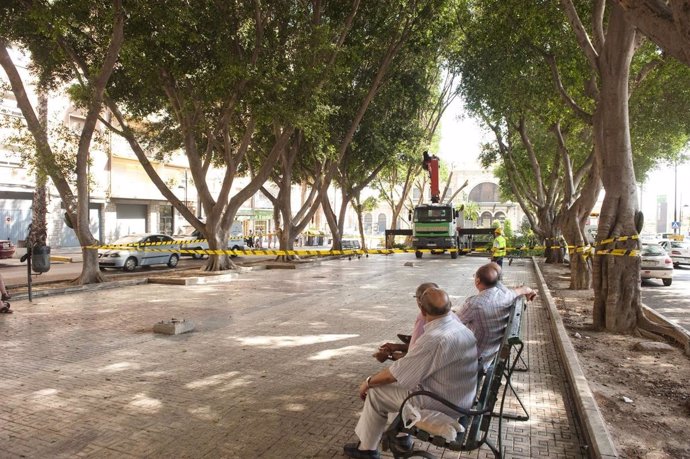 Poda De Los Ficus De La Avenida De América, En Cartagena
