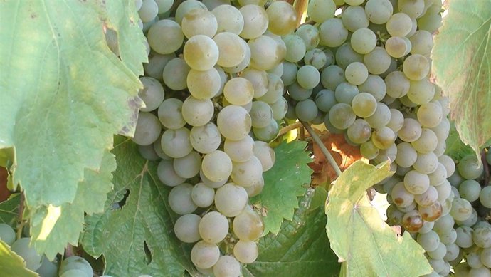 Viñedo-uvas