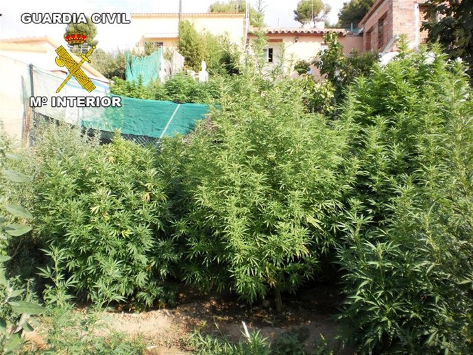 145 Kilos De Marihuana Desmantelados En Vilanova I La Geltrú   