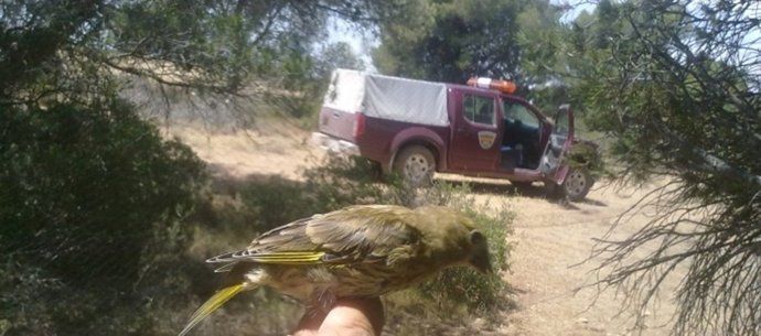 Ave Obtenida Tras Detener A Un Cazador Furtivo, En Teruel
