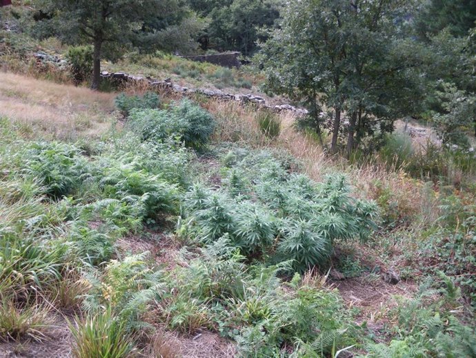 Marihuana Intervenida En Negueira De Muñiz (Lugo).G