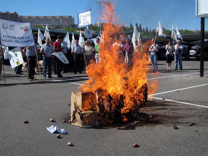 Cultivadores Participantes En La Simbólica Quema De Patata Francesa
